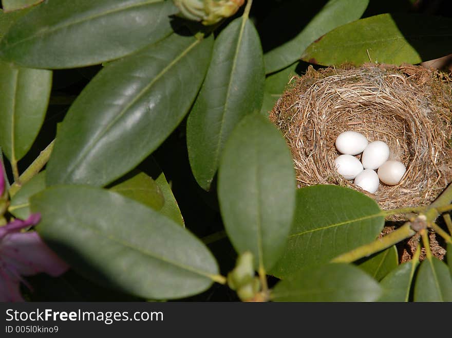 Bird s Nest II