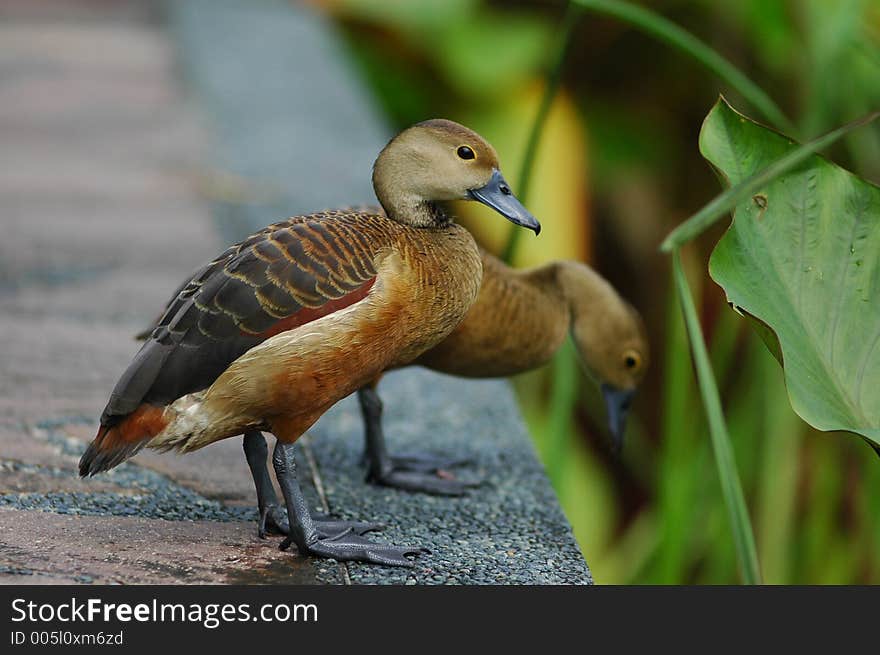 Duck by the pond. Duck by the pond