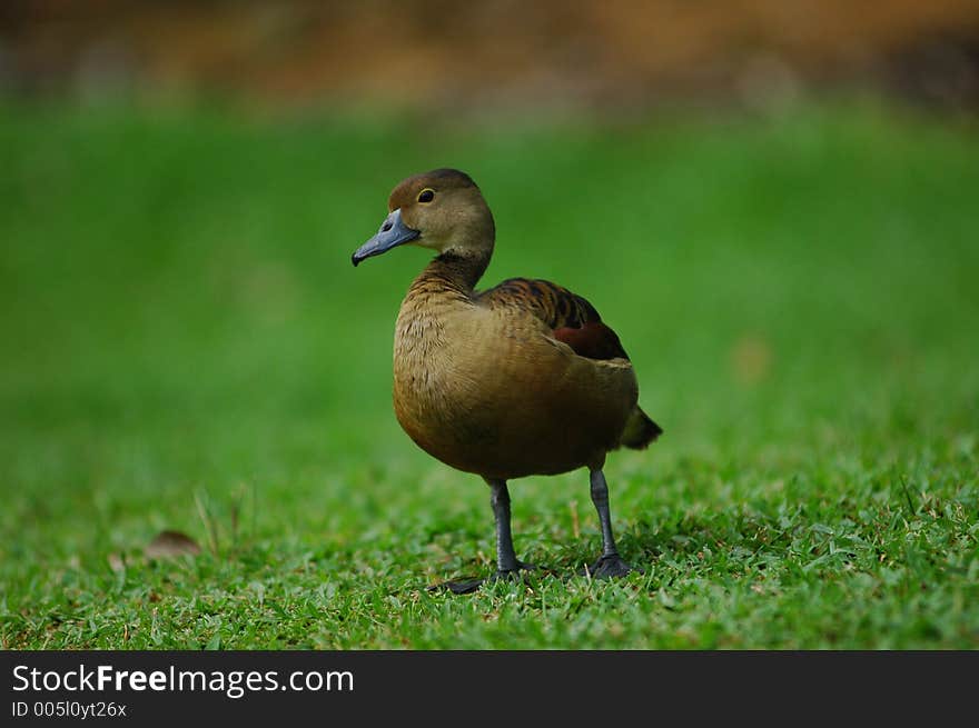 Duck on grass