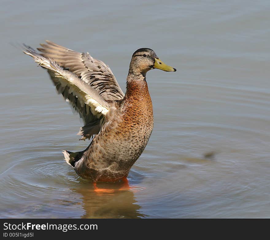 Duck Aerobics