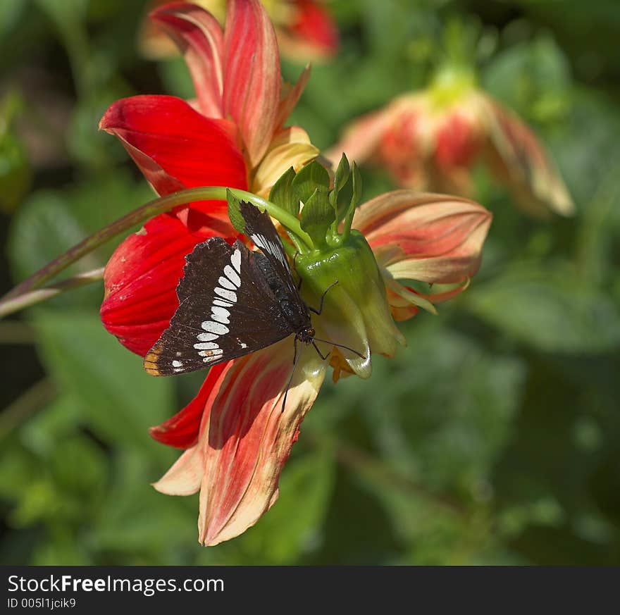 Butterfly gathering pollen