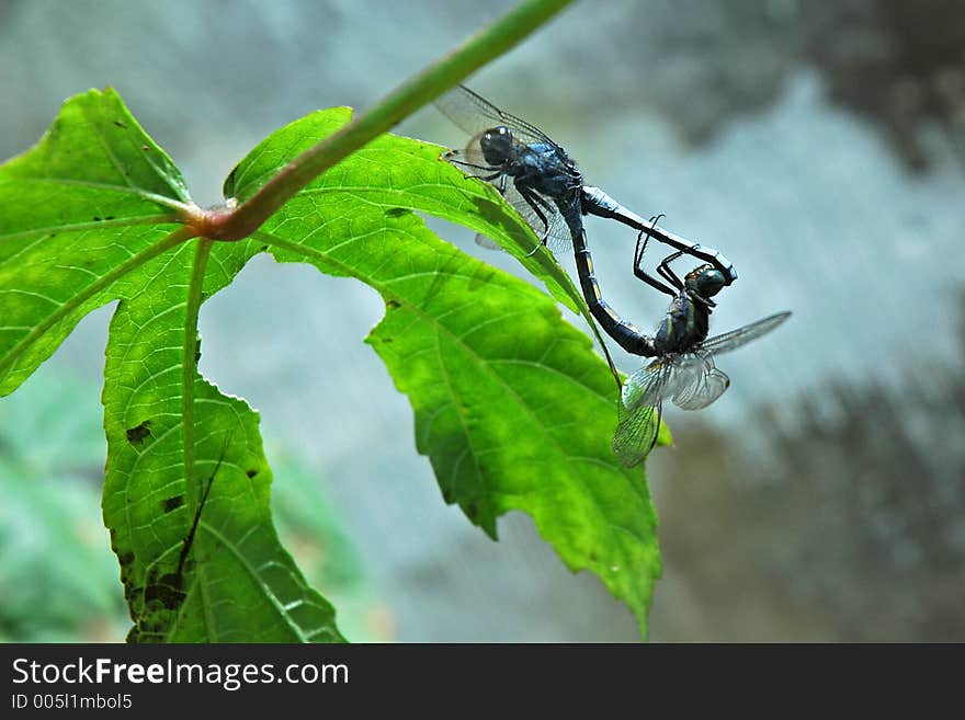 Dragonfly making