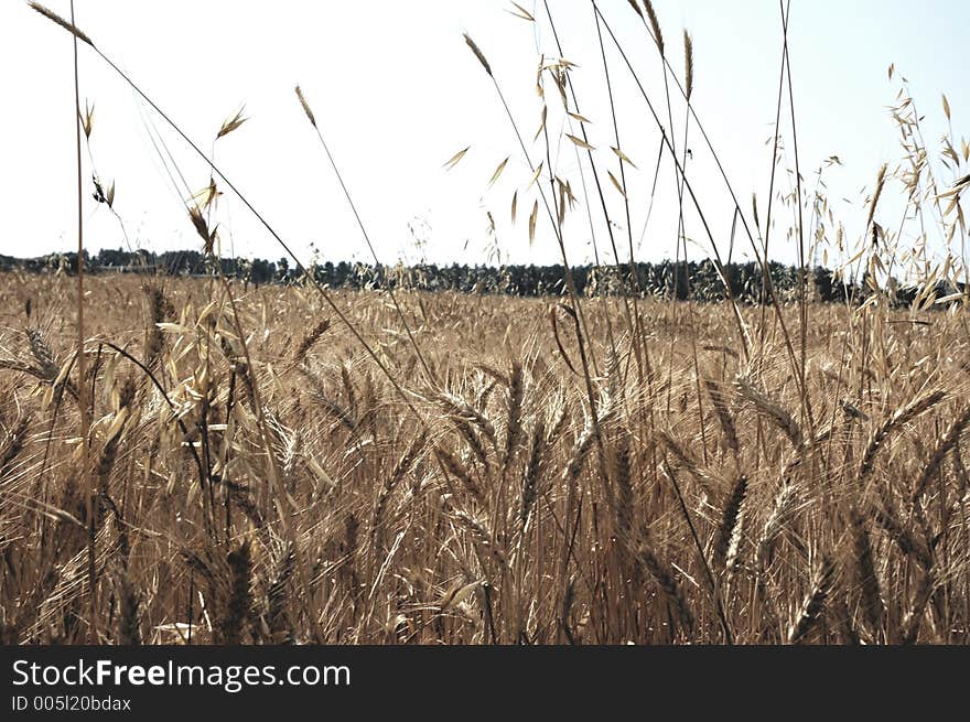 Field of Wheat