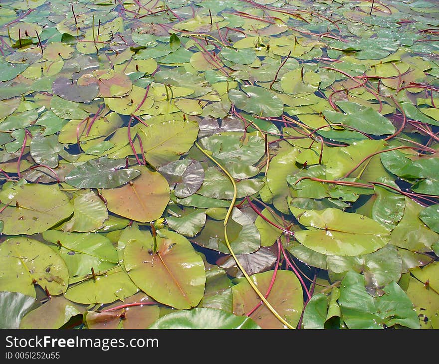 Lotuses