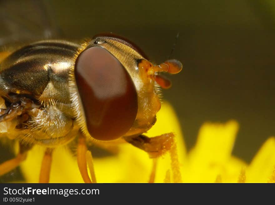 Eye of a hovering fly. Eye of a hovering fly