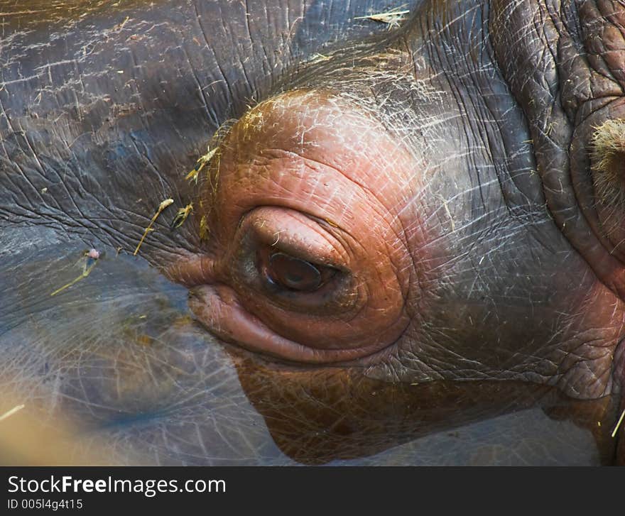 Hippo Stare