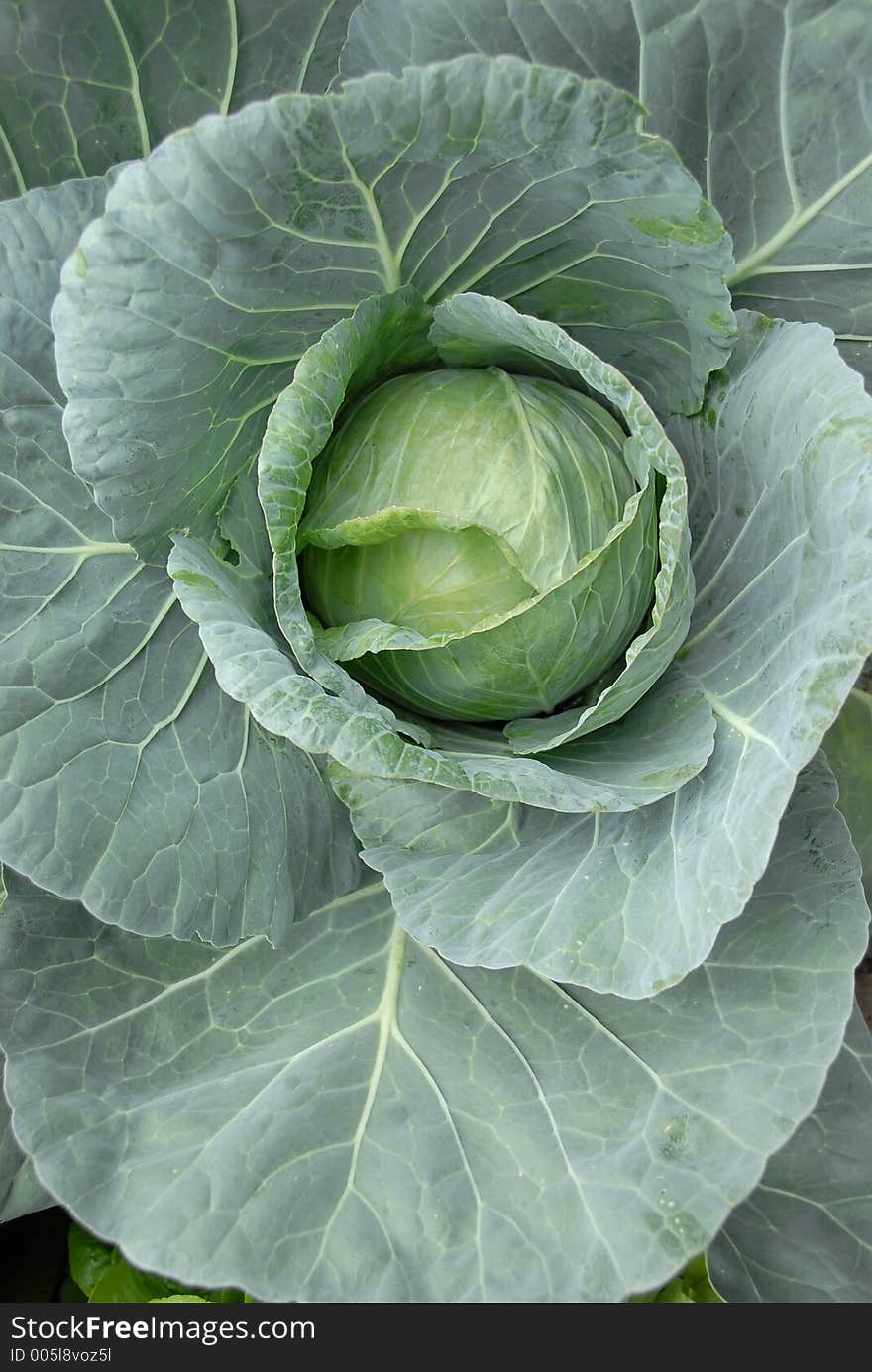 Cabbage (brassica oleracea) plant leaves with the head in the center, still in the garden. Cabbage (brassica oleracea) plant leaves with the head in the center, still in the garden.