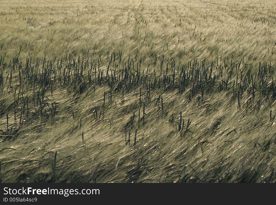 Field of barley texture. Field of barley texture