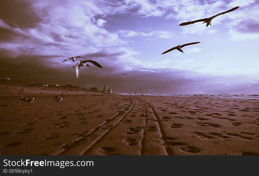 Seagulls on the beach during sunset. Seagulls on the beach during sunset