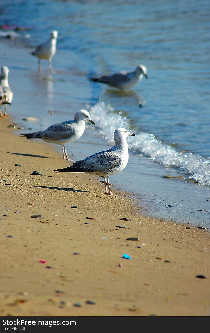 Seagulls resting on the beach