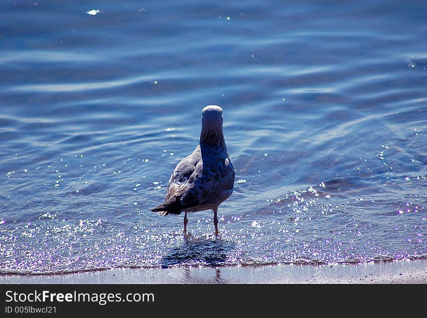 Seagull standing with a shallow depth of field. Full body