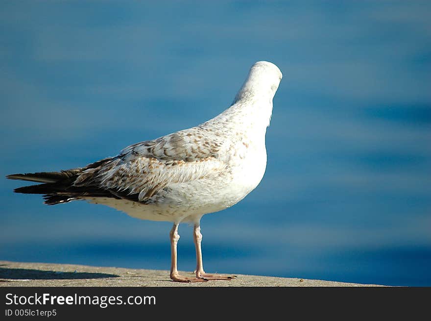 Seagull standing with a shallow depth of field.