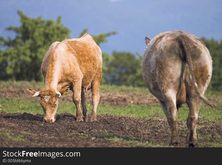 Two milkers on meadow. Two milkers on meadow