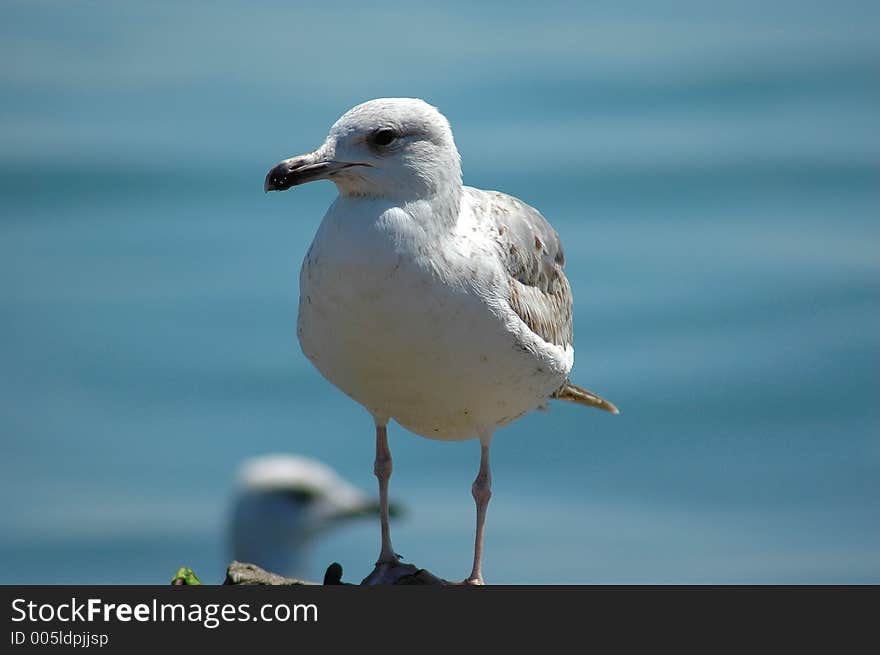 Seagull