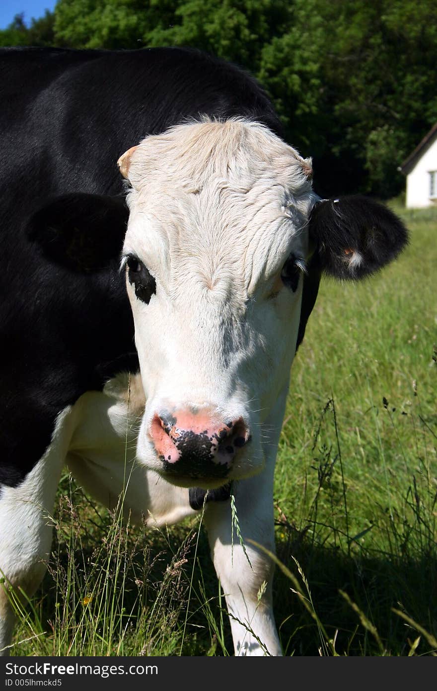 Face to face wit a Friesian milker. Face to face wit a Friesian milker