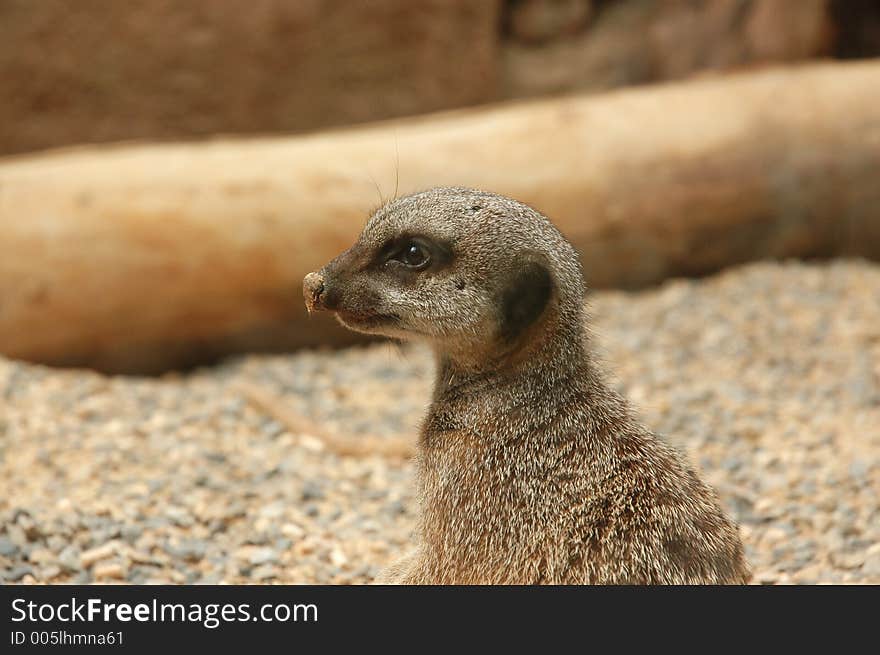 Close up of meercats head