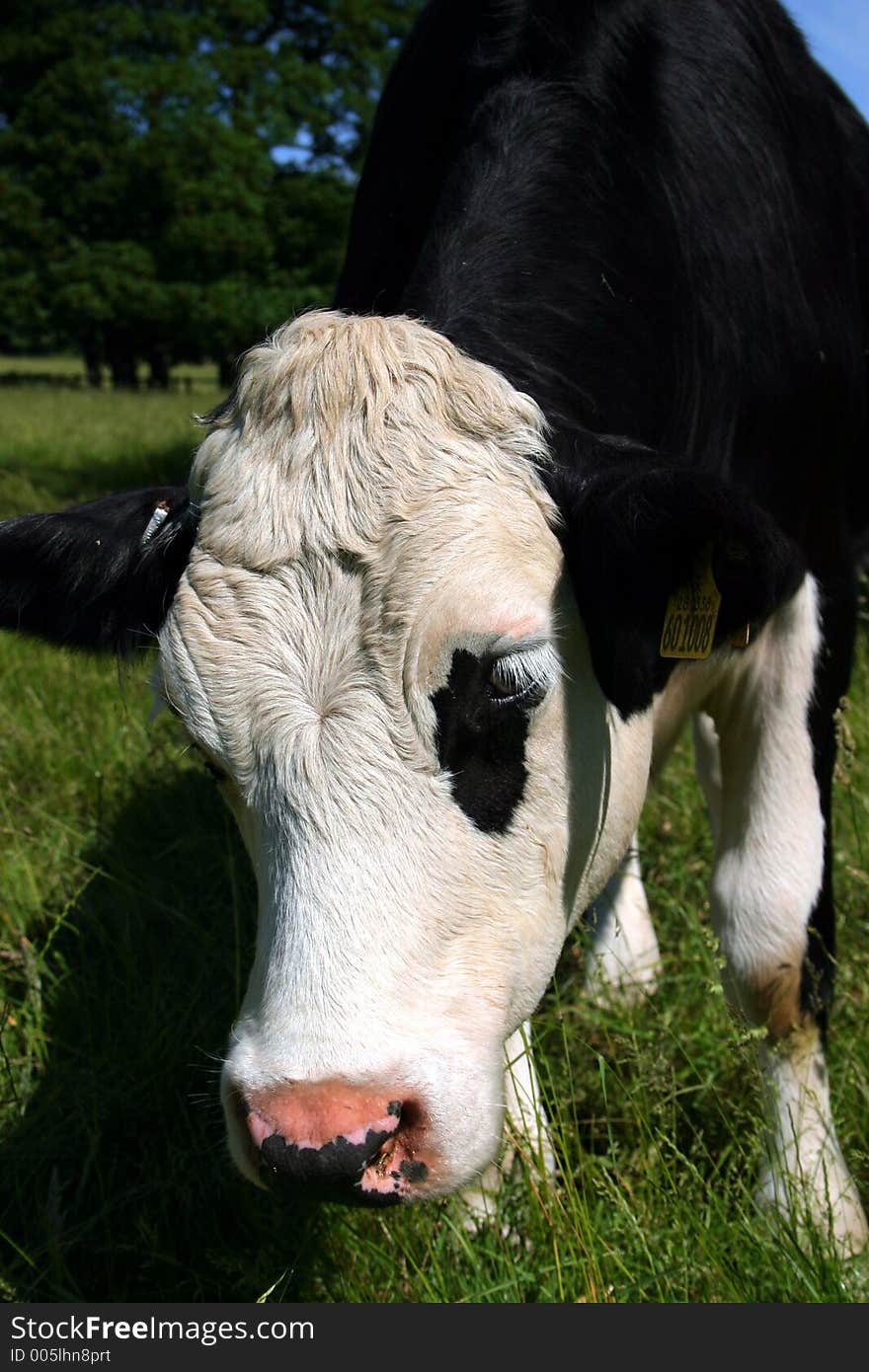 Friesian dairy cow close up. Friesian dairy cow close up