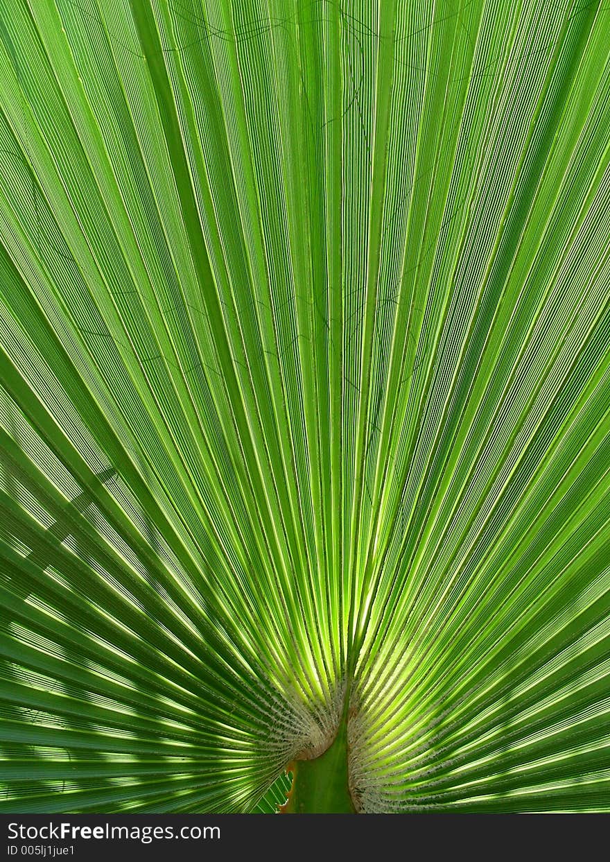 Palm with shadow