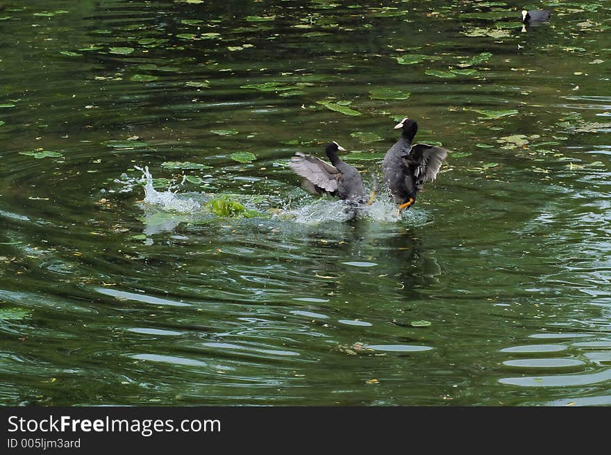 Two duck having a little scrap. Two duck having a little scrap