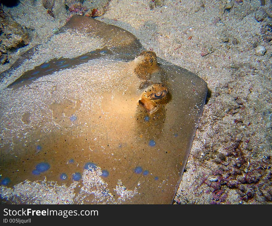 Blue Spotted Ray