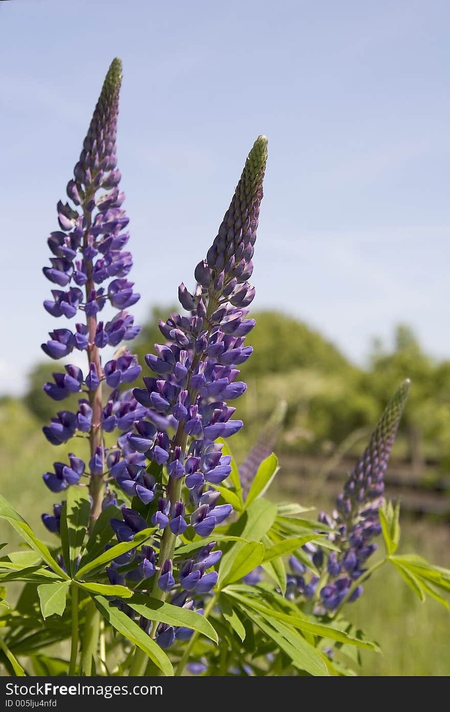 Lupines 1