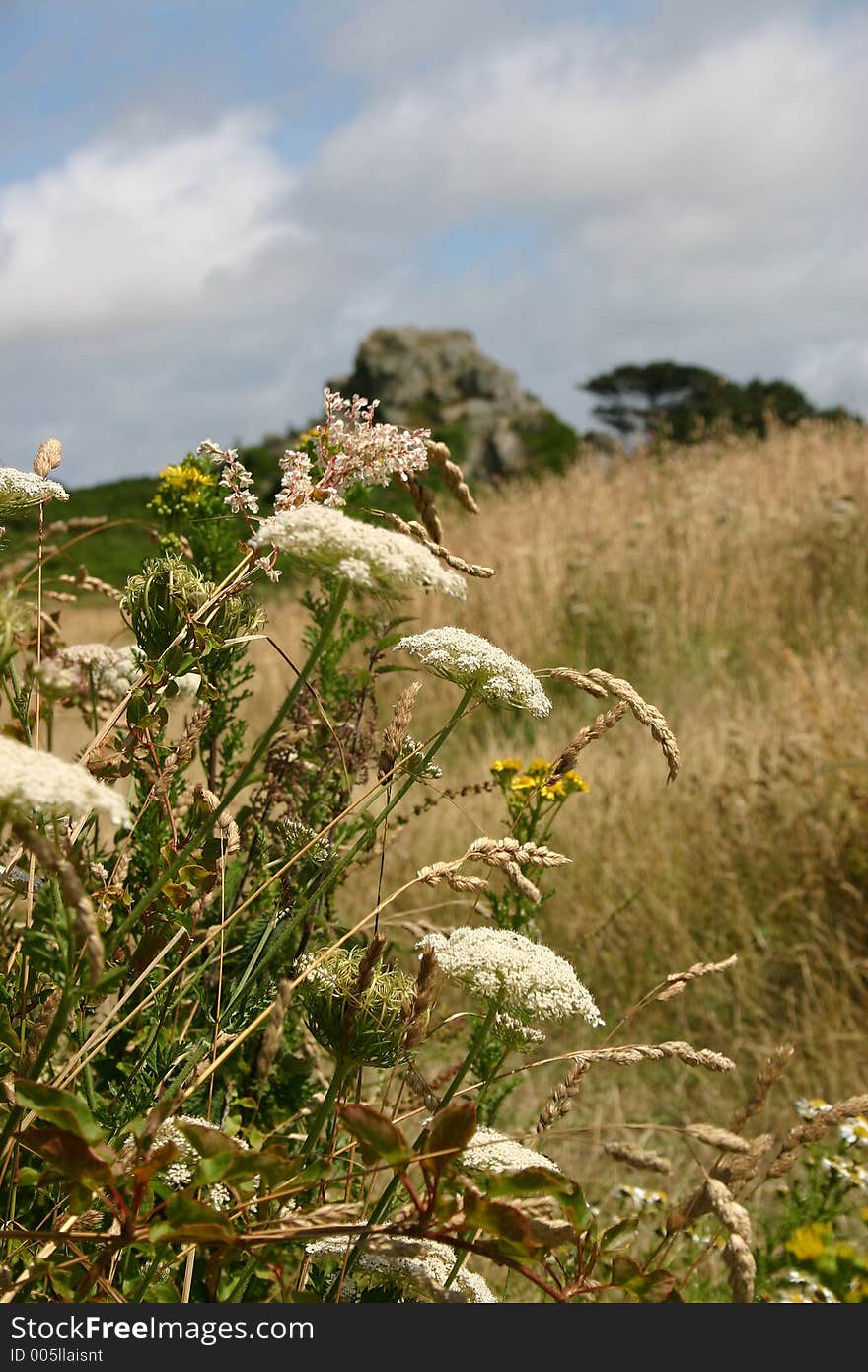 Summer flowers taken during a holiday in Brittany