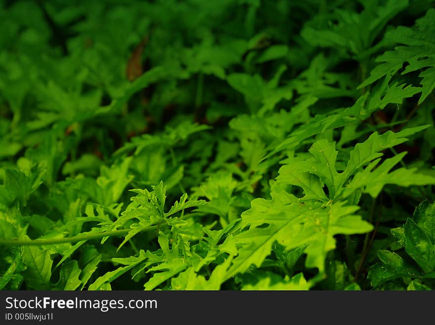 Leaves Close Up