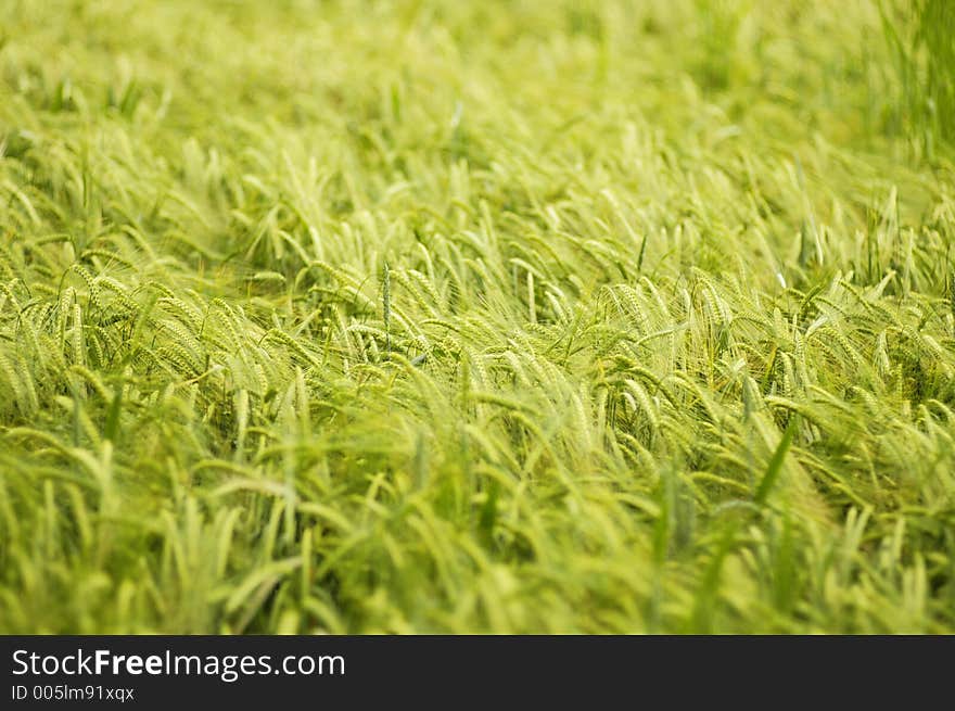 Swaying Barley