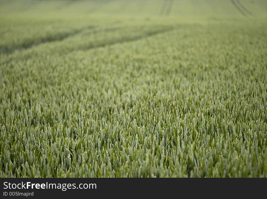 Field of Summer Wheat 1