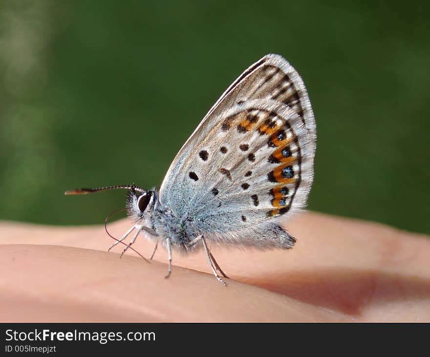 Butterfly on my hand