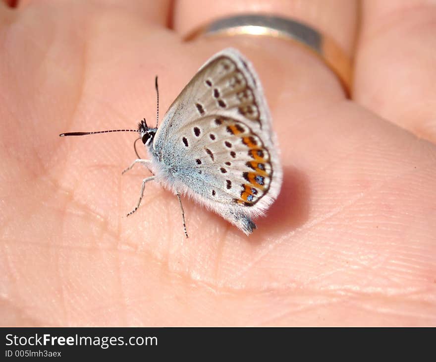 Butterfly On Hand