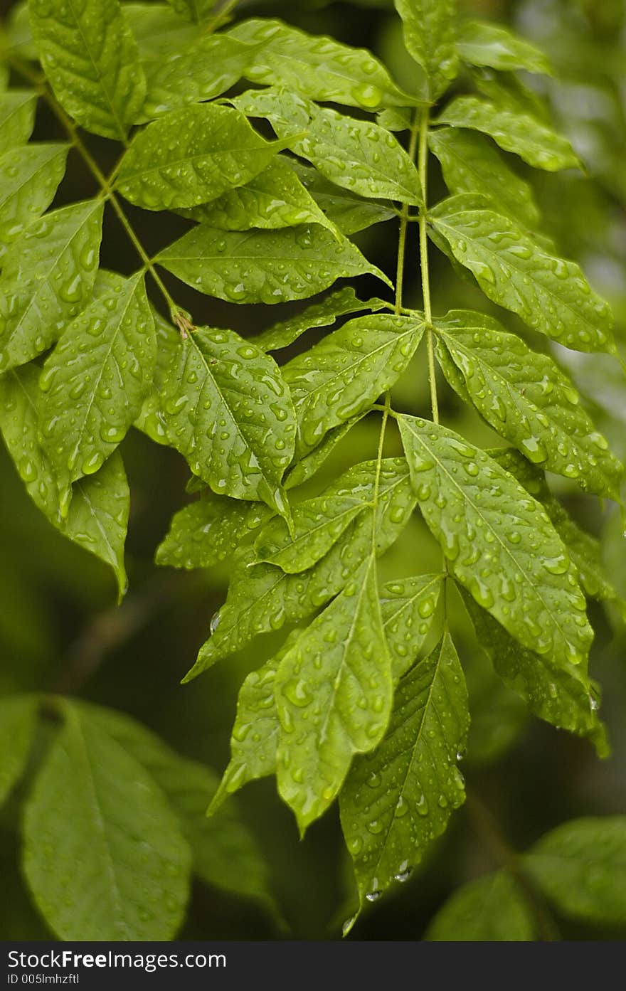 Wisteria leaves in close-up, wet with raindrops