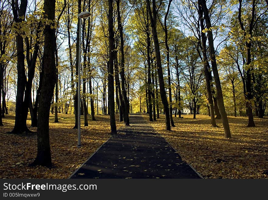 Golden Autumn