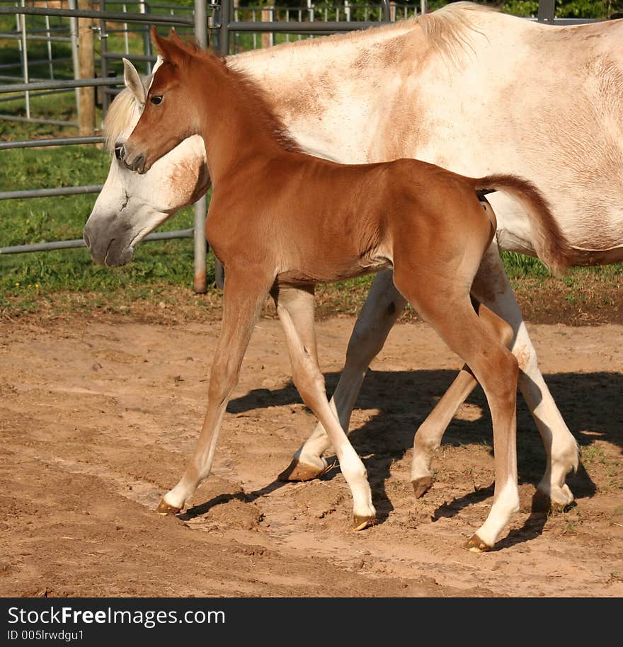 Arabian colt walking beside his mother. Arabian colt walking beside his mother