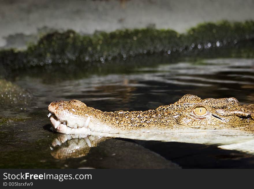 Izzy the Alligator - photographed at the National Aquarium of New Zealand. Izzy the Alligator - photographed at the National Aquarium of New Zealand