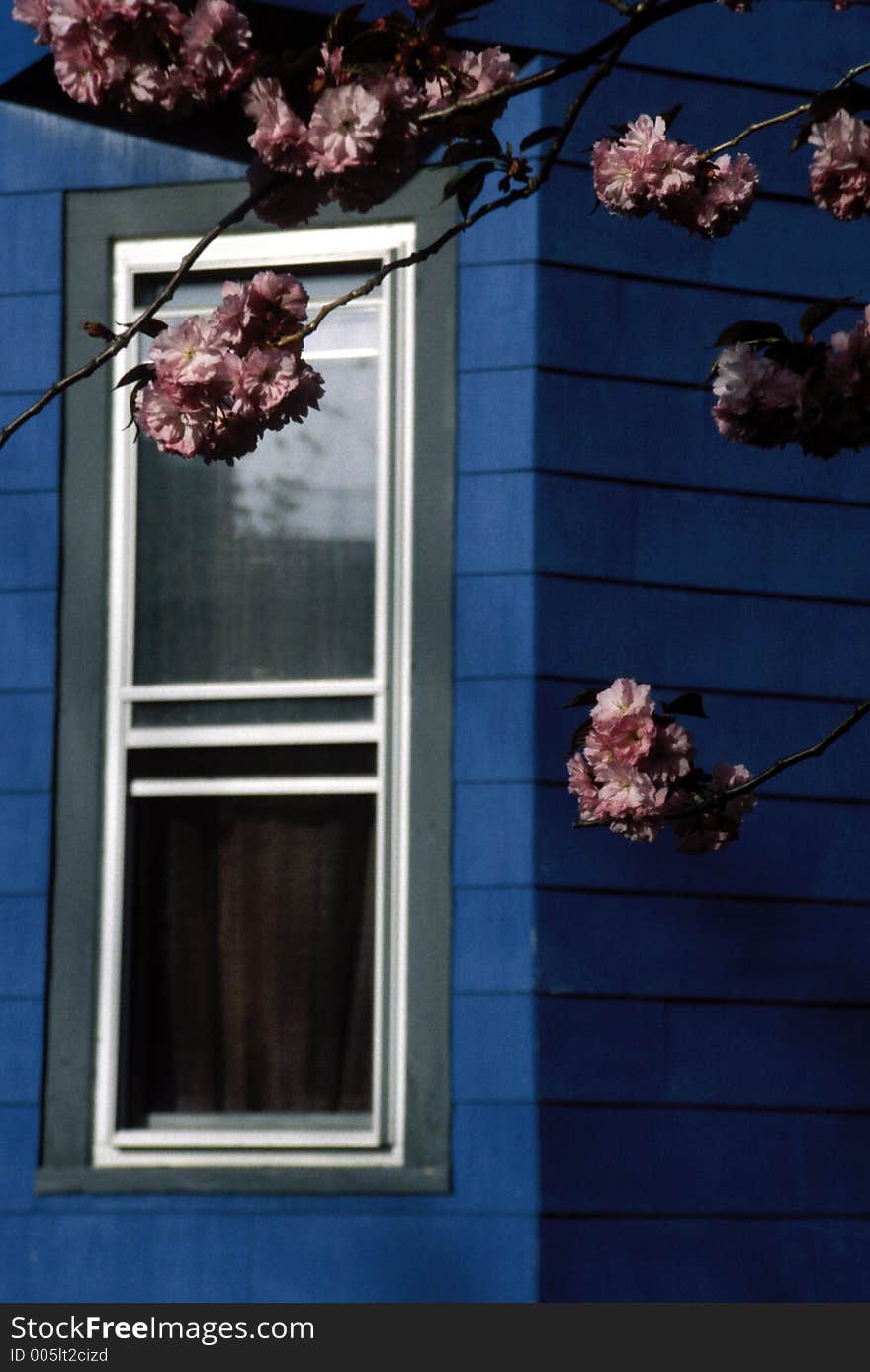 Pink flowers on blue house