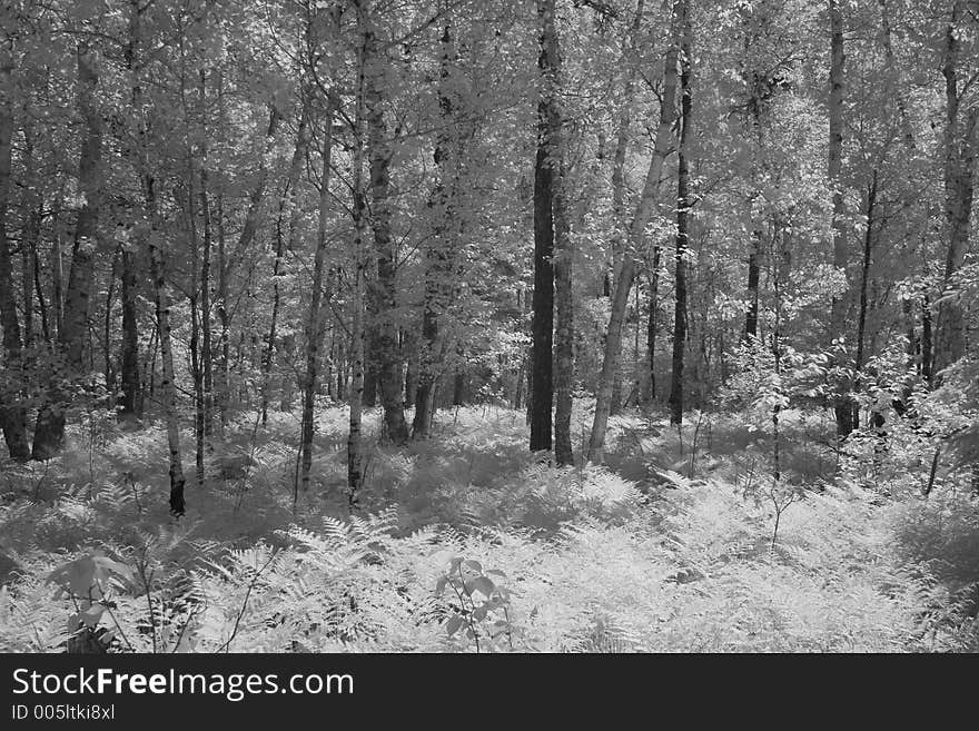 Infrared Forest