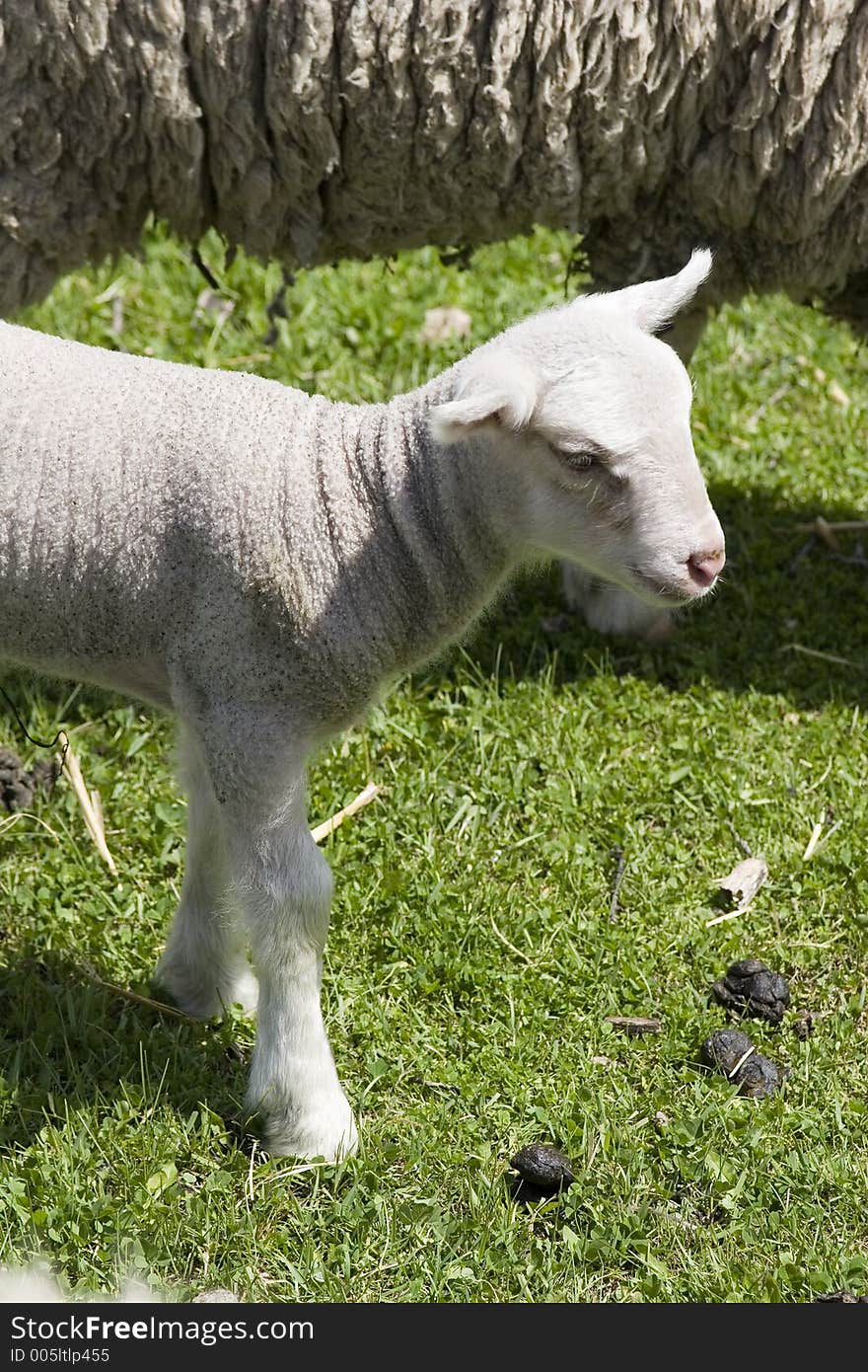 A young lamb standing close to mom. A young lamb standing close to mom