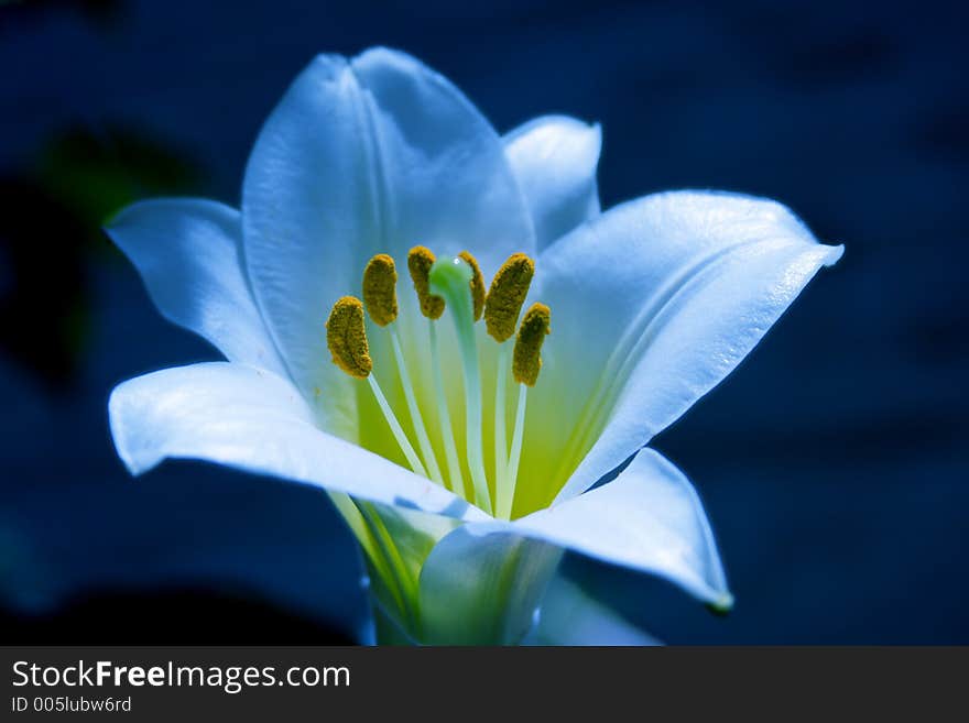 A little lily in my little garden. A little lily in my little garden