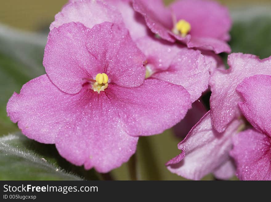 Pink African Violet