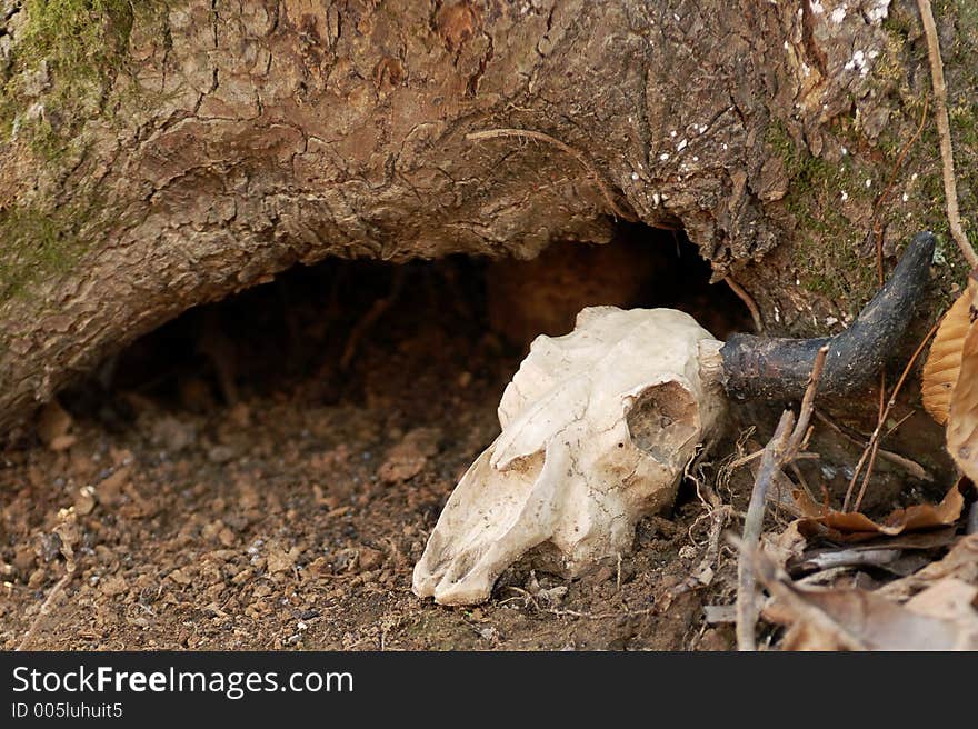 Skull of small animal