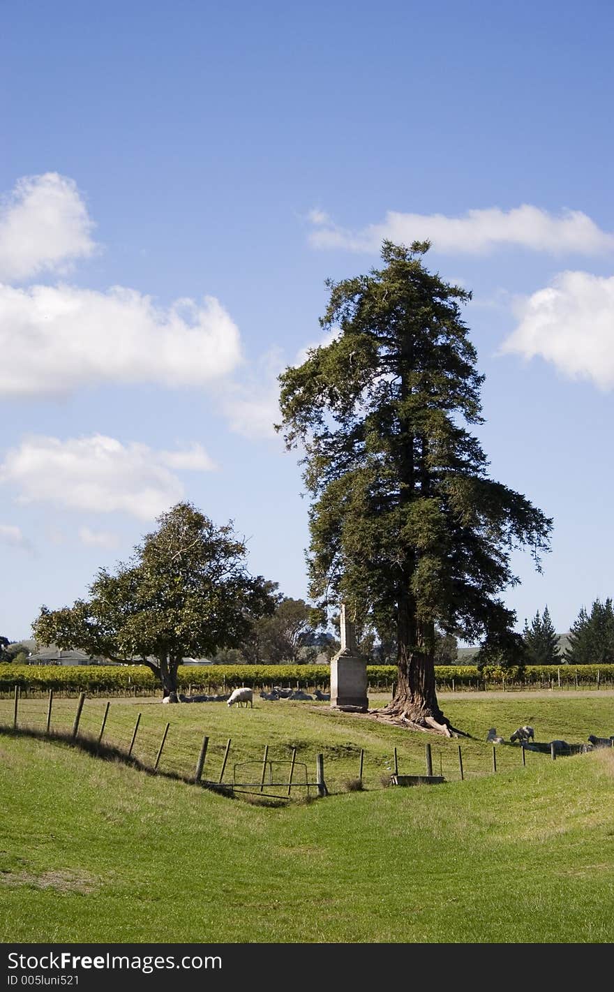 Macrocarpa Tree