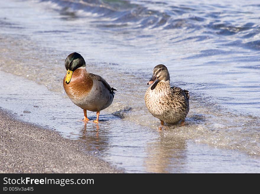 A pair of ducks at Lake Taupo, New Zealand