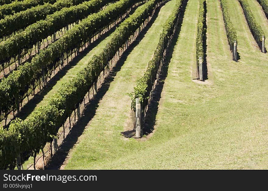 Grape Harvest