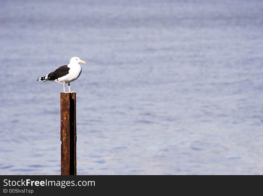 Seagull on patrol