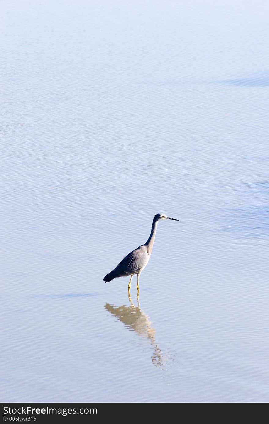 A heron padling at Haumoana, Hawke's Bay, New Zealand. A heron padling at Haumoana, Hawke's Bay, New Zealand