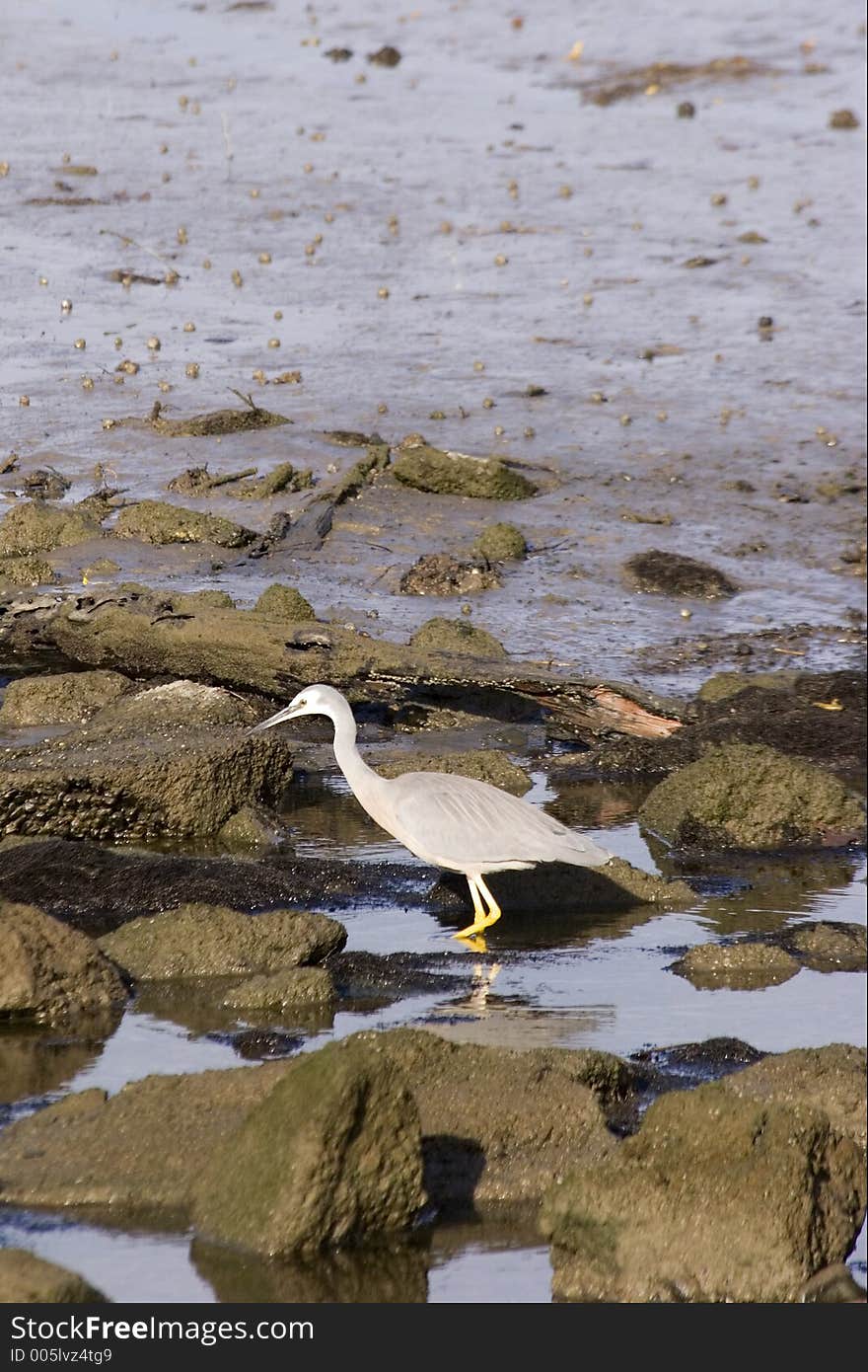 A heron looks for fish in the rock pools - Haumoana, New Zealand. A heron looks for fish in the rock pools - Haumoana, New Zealand