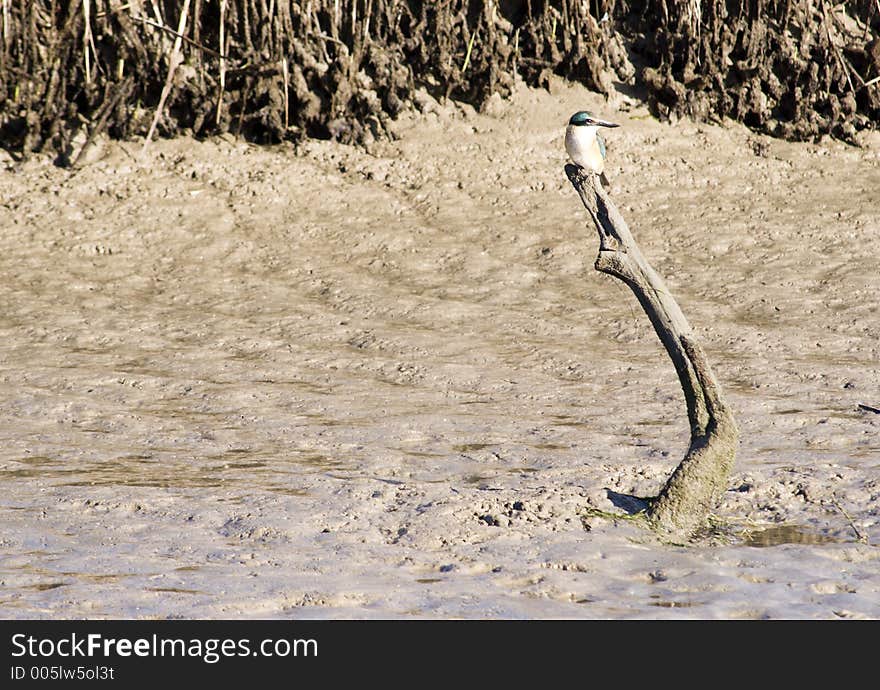 A kingfisher sits on a stick in the mud - Haumoana, New Zealand