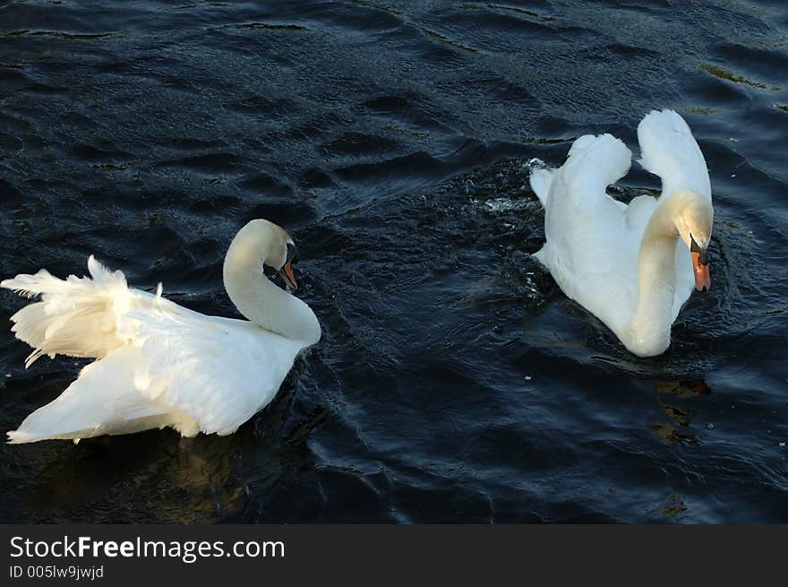 Swan Dance