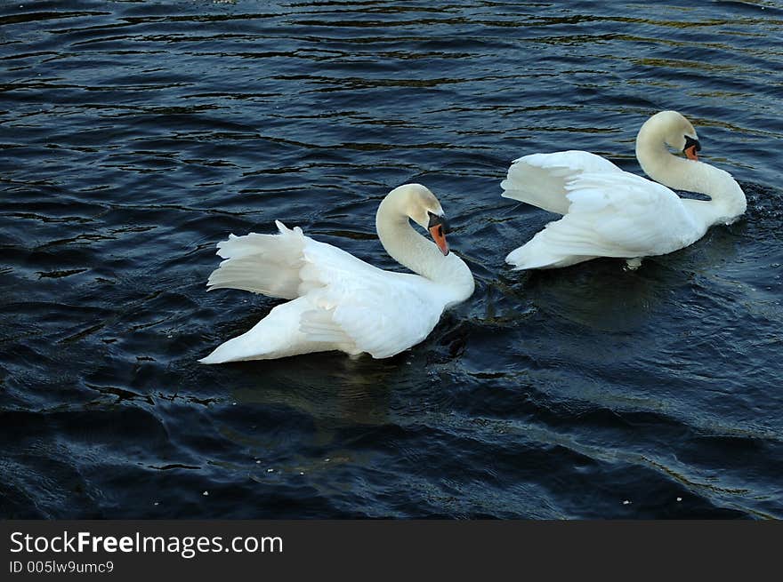 Two swans with necks bowed. One swan is chasing the other. Two swans with necks bowed. One swan is chasing the other.